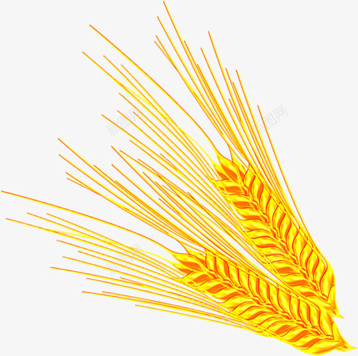 金色成熟颗粒麦穗png免抠素材_88icon https://88icon.com 成熟 金色 颗粒 麦穗