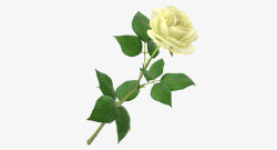 单支白色花朵单支玫瑰素材
