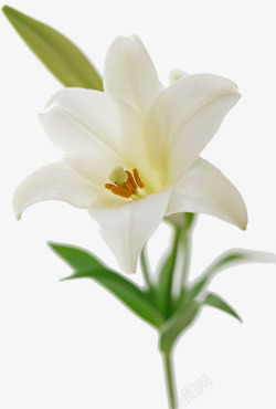 白色唯美清新花朵盛开素材