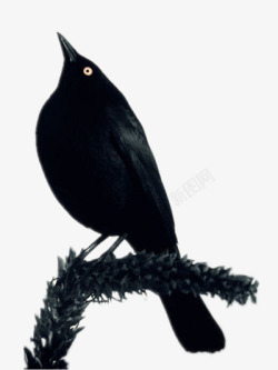 创意黑色鸟素材