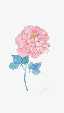 手绘盛开的粉色花朵素材