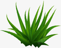茂盛的芦荟素材