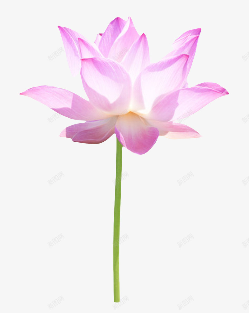 粉紫色纯洁的透白的水芙蓉实物png免抠素材_88icon https://88icon.com 印度国花 山龙眼目 植物 水华 水旦 水芙蓉 水芝 盛开 芙蓉 芙蕖 莲花 透白 鞭蕖