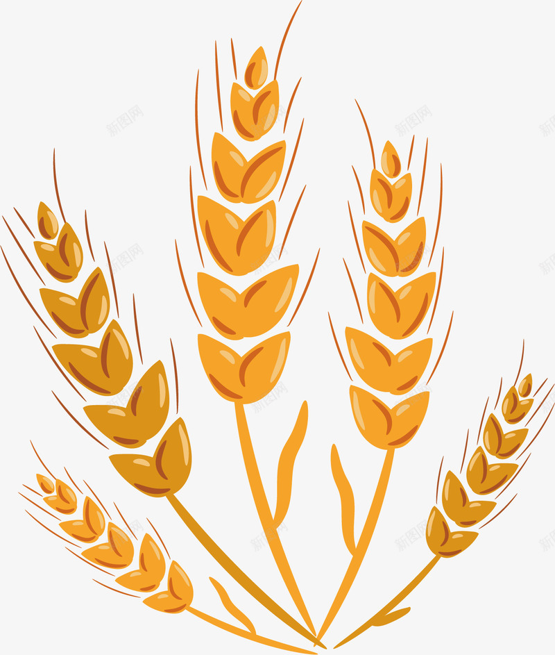 成熟金黄色麦子png免抠素材_88icon https://88icon.com 卡通绘画 成熟的 抽象 设计 食物 麦子