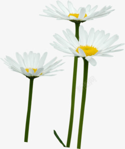 白色天然花朵美景素材