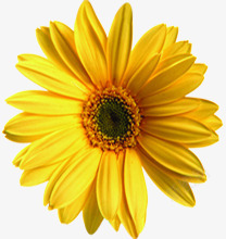 黄色盛开春天向日葵花朵素材