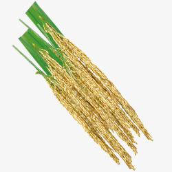 稻谷稻米稻穗禾稻大米素材