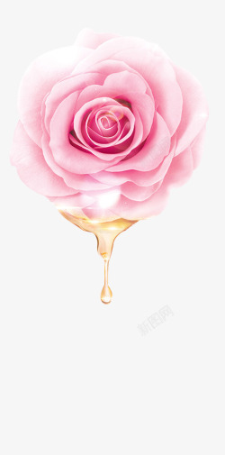 粉色初恋玫瑰花朵盛开素材