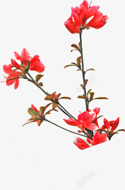 红色热情盛开花朵素材