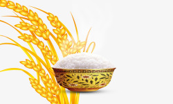 稻谷米饭素材