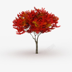 盛开树木长条盛开红色叶子树木高清图片