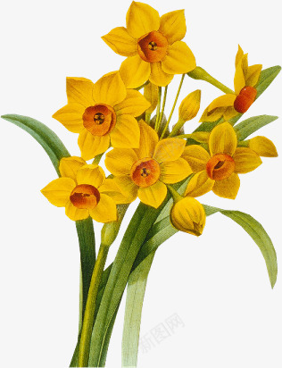 手绘黄色花朵透明桌面壁纸png免抠素材_88icon https://88icon.com 壁纸 桌面 花朵 透明 黄色