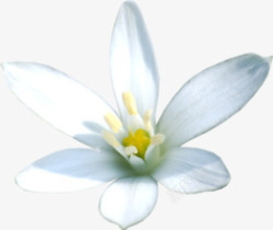 白色盛开唯美花朵素材