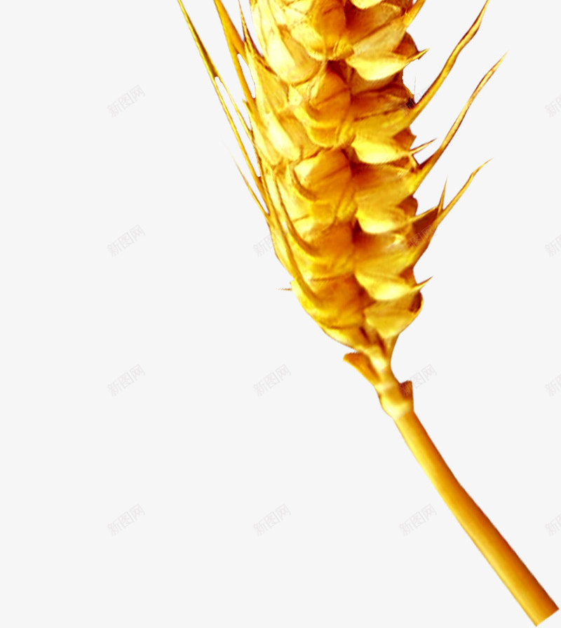 黄色成熟麦穗植物png免抠素材_88icon https://88icon.com 成熟 植物 麦穗 黄色