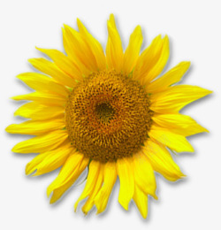 黄色盛开向日葵花朵素材