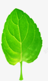 绿色树叶健康活力素材