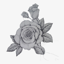 白玫瑰手绘素材
