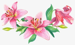 盛开的粉色花朵手绘图素材