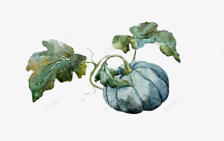 卡通南瓜藤png免抠素材_88icon https://88icon.com 南瓜 叶子 蔬菜 食材