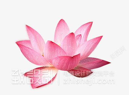 粉色盛开唯美荷花png免抠素材_88icon https://88icon.com 盛开 粉色 荷花