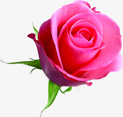 玫瑰粉色盛开海报背景七夕情人节素材