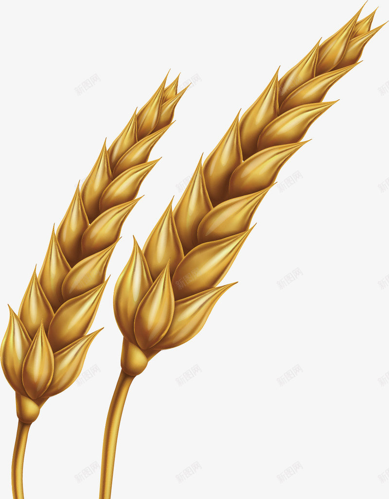 成熟的麦子矢量图ai免抠素材_88icon https://88icon.com 农作物 成熟 田地 食物 麦子 麦香 黄色 矢量图