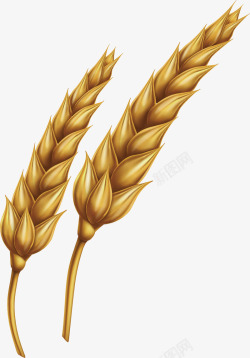 成熟的麦子矢量图素材