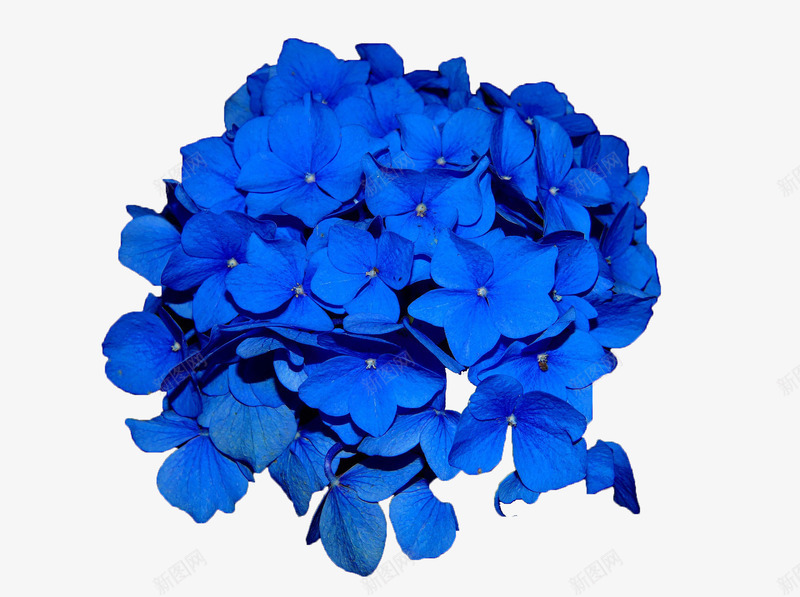 蓝色花卉装饰图案png免抠素材_88icon https://88icon.com 花卉 蓝色 装饰图案 鲜花盛开