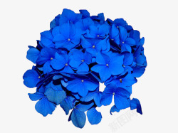 蓝色花卉装饰图案素材