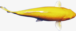 游动的金色鲤鱼素材