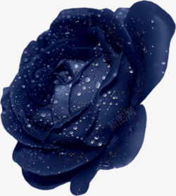 蓝色鲜花与露珠素材