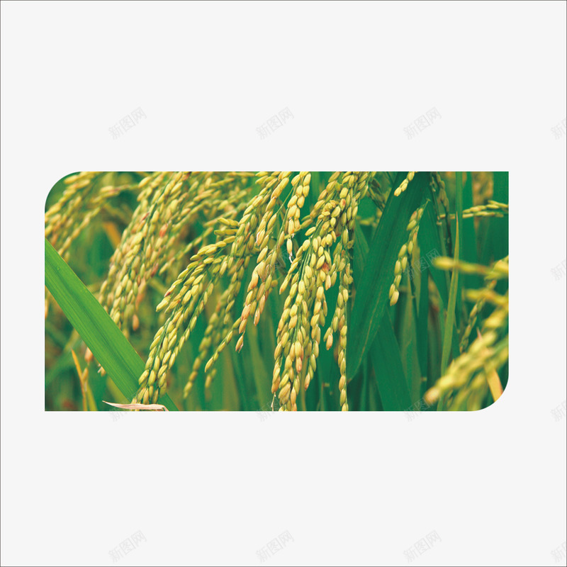 稻谷png免抠素材_88icon https://88icon.com 优质大米 稻米 米粒 麦穗