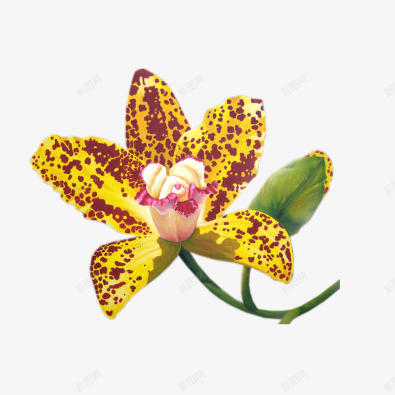 黄色斑点盛开的花朵png免抠素材_88icon https://88icon.com 斑点状 植物 花朵 黄色