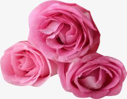粉色露珠鲜花花朵素材