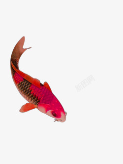 红色水彩鲤鱼装饰图案素材