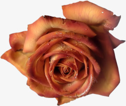带露珠的玫瑰花素材