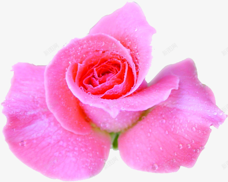 粉色盛开玫瑰婚礼png免抠素材_88icon https://88icon.com 婚礼 玫瑰 盛开 粉色
