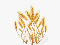 小麦子png免抠素材_88icon https://88icon.com 创意 简约 食品 麦子
