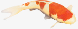 游动的红斑鲤鱼中秋素材