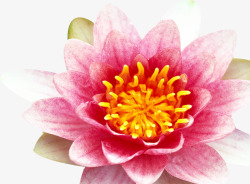 粉色完美盛开花朵植物素材