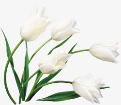 白色优美纯洁花朵植物素材