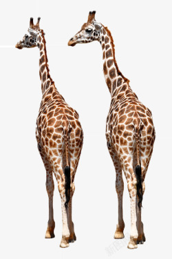 两只长颈鹿两只长颈鹿高清图片