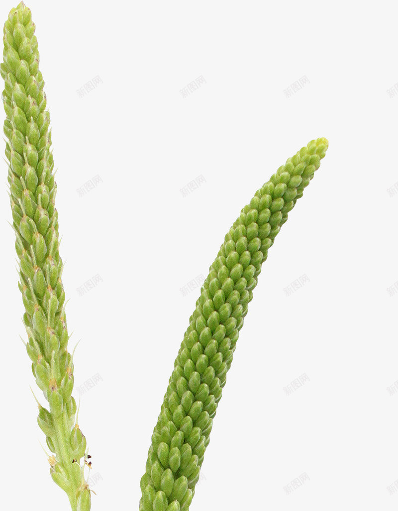 青色稻谷png免抠素材_88icon https://88icon.com 农作物 未成熟的米 植物 稻谷 青色稻谷