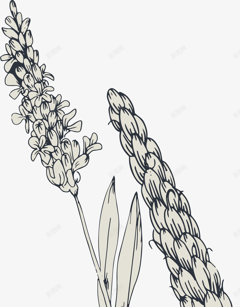 手绘麦穗和花朵png免抠素材_88icon https://88icon.com 手绘 花朵 麦穗