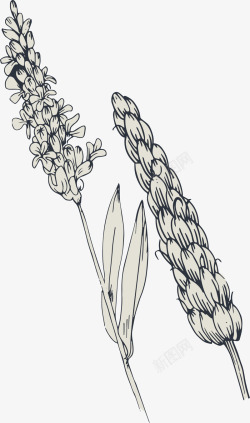 手绘麦穗和花朵素材