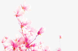 粉色水彩桃花盛开素材