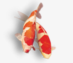 红色鲤鱼双鲤鱼素材