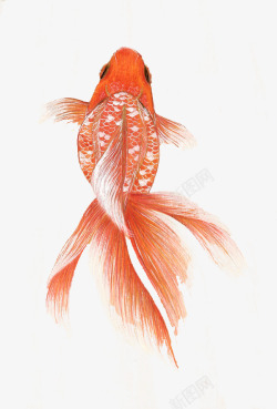 红鲤鱼素材