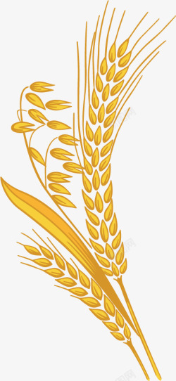 金黄色手绘麦穗素材