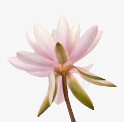 粉红色有观赏性带梗的一朵大花实素材